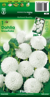 Zomerbollen en vaste planten Dahlia Dahlia pompon Snowflake per 1 Dahlia pompon Snowflake per 1  (a6160)